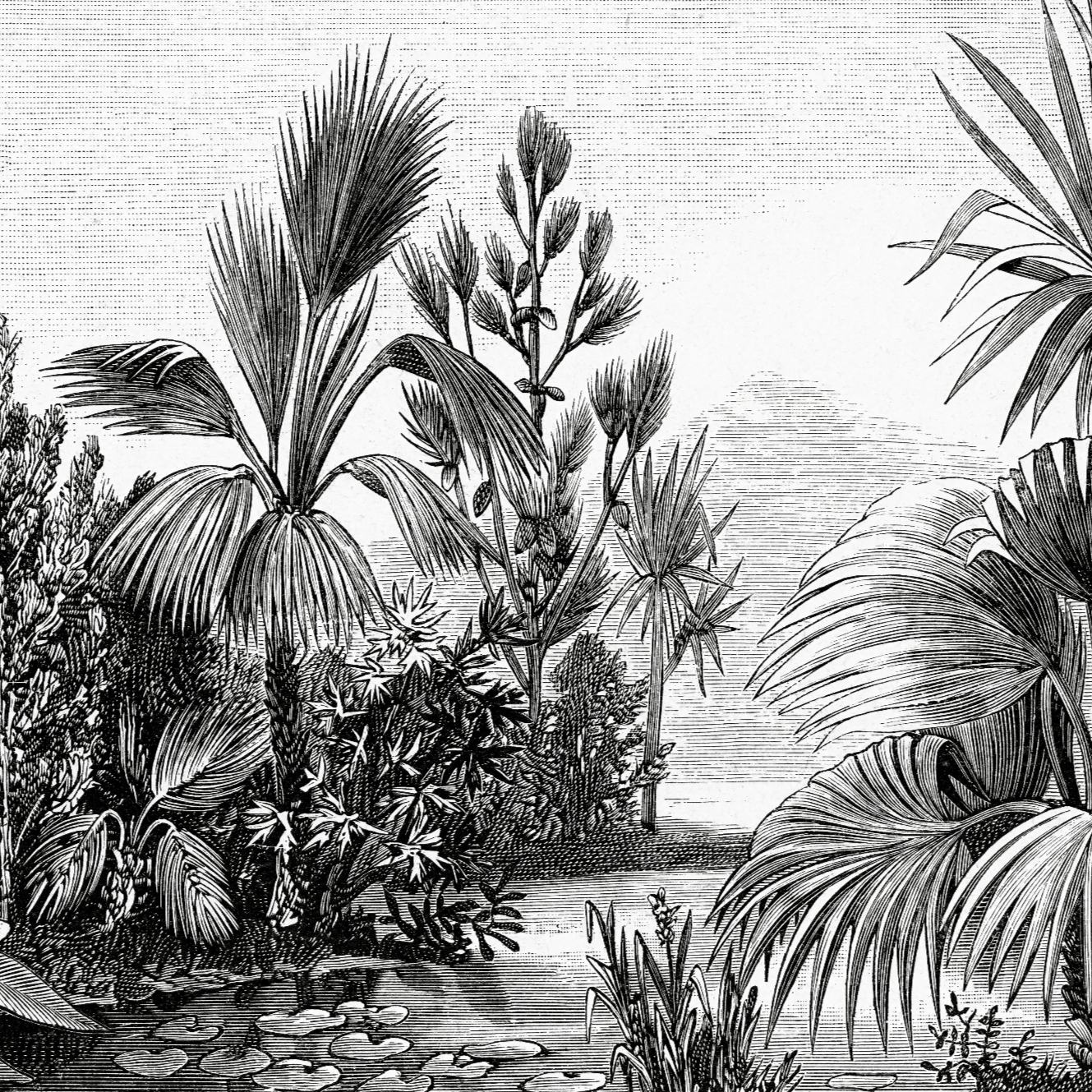 El Congo